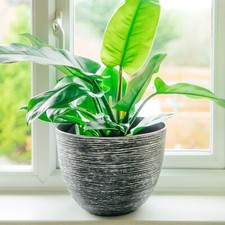 SG Large Round Garden Plant