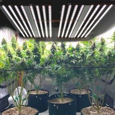 Phlizon 1000W Samsungled Grow