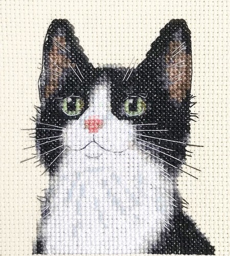 Black and white cat kitten - white,