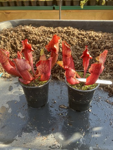 Sarracenia hans - ,