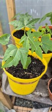 Papaya Tree 15cm Tall Collection Only