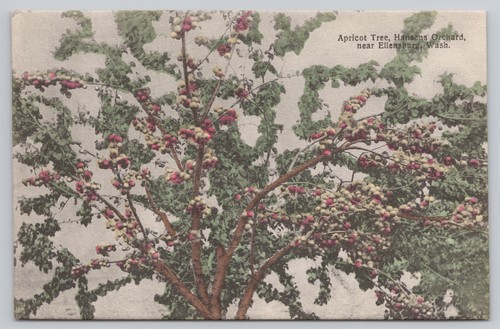 Apricot tree hansen orchard - tree, hansen's