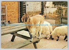 D315854 Kent. Dartford. Stone Lodge Farm Park. Anglo Nubian Nanny Goat. Eric Sto