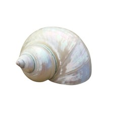 Large Silver Jade Turbo