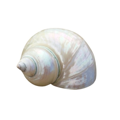 Large silver jade - large, turbo