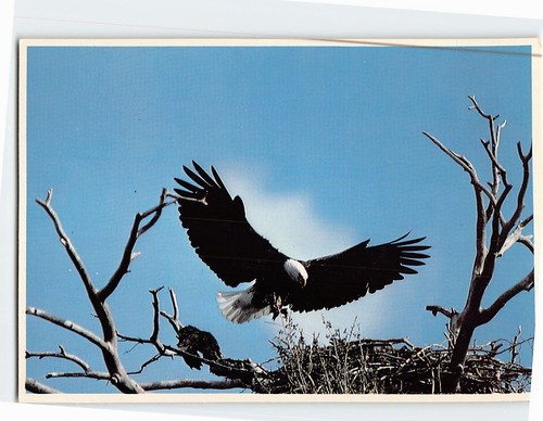Postcard magnificent - a,