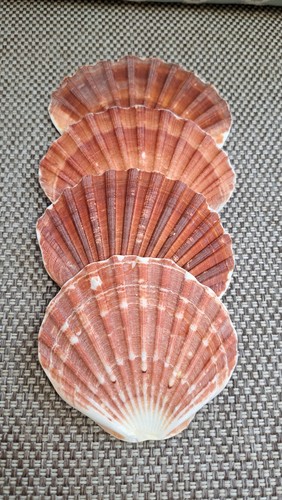 Scallops shells 4 - scallops,