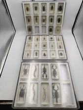 Bugs/Insects/Spiders In Resin Blocks In Acrylic Case National Geographic 36 Bugs