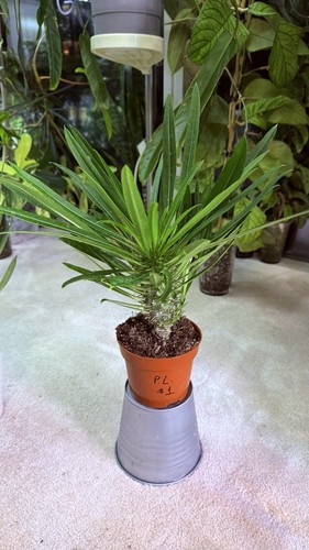 Pochypodium lamerei - pochypodium,