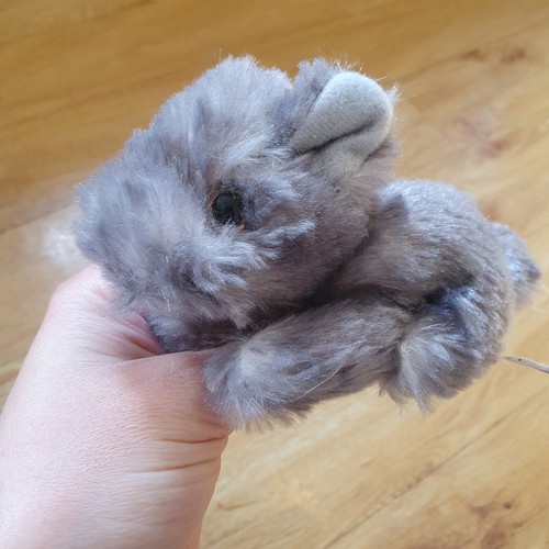 Grey cairn terrier puppy dog - grey,