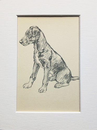 Mongrel puppy dog vintage