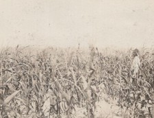 Cornfield Agricultural Life