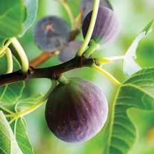 Fig Tree 'Brown Turkey' Fruit