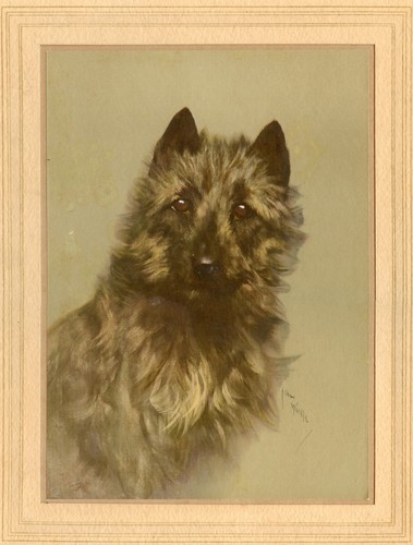 Cairn terrier dog head antique - dog,