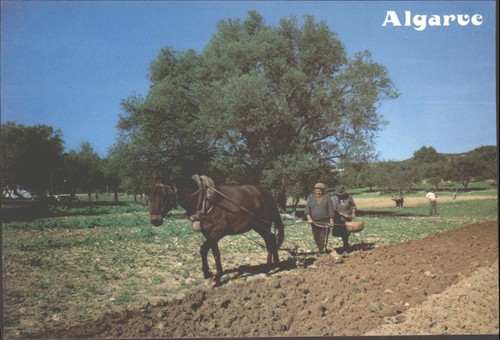 Algarve portugal old farming - portugal,