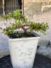 Bonsai Starter cotoneaster