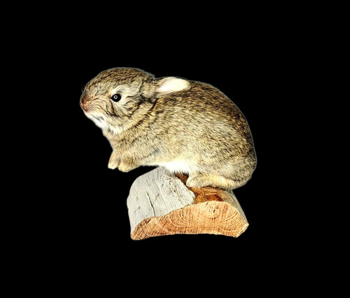 Taxidermy european rabbit - taxidermy,