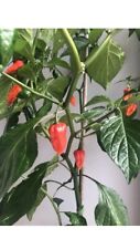 Dorset Naga Chilli. Naga