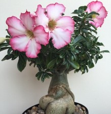 Adenium arabicum "Elephant's Foot" | Adenium obesum "Desert Rose" + variations