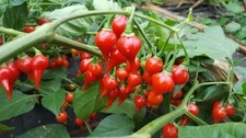 Biquinho Red  X10 Fresh 2025