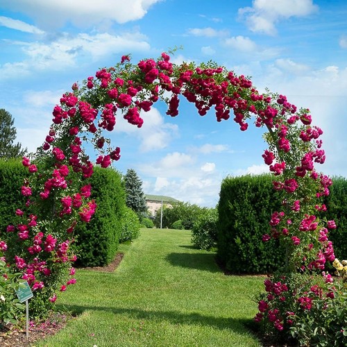 Metal garden arch - metal, trellis