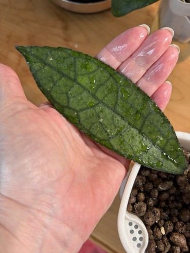Hoya clemensiorum dark leaf - dark,