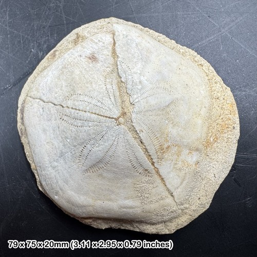 Large echinoid fossil