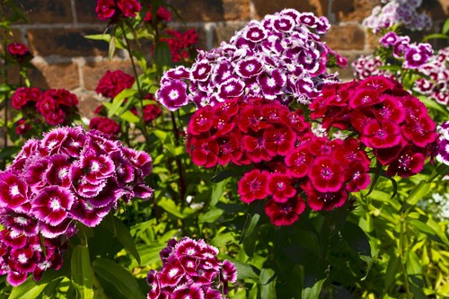 Flower dianthus sweet - -,