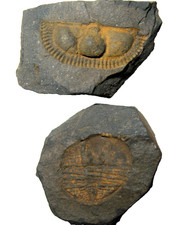 Ordovician trilobite fossil