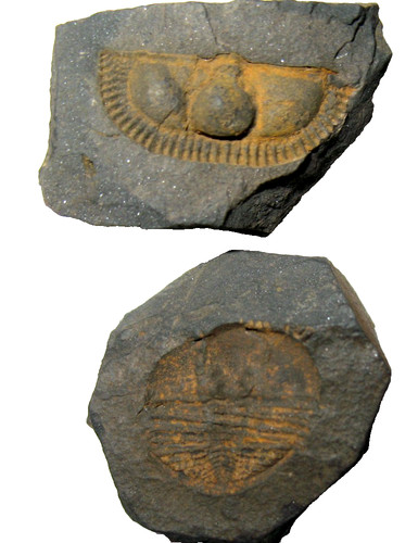 Ordovician trilobite fossil