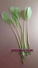 Long  x 10 Feathers for Hats