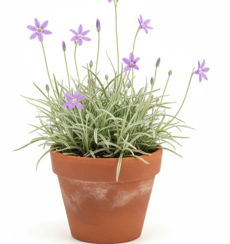 Tulbaghia violacea silver lace - violacea,