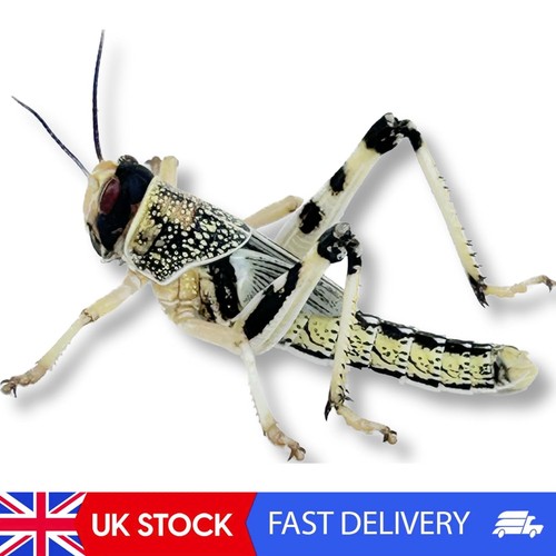 Mega tub live locusts - of,