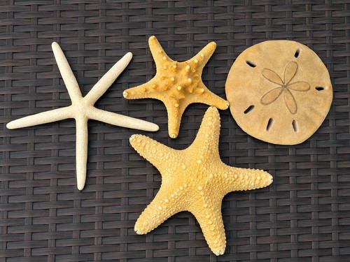 Starfish real dried nautical - dried,