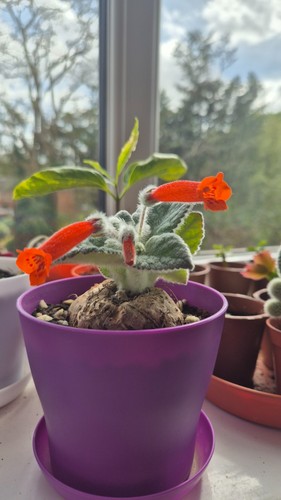 Sinningia leucotricha