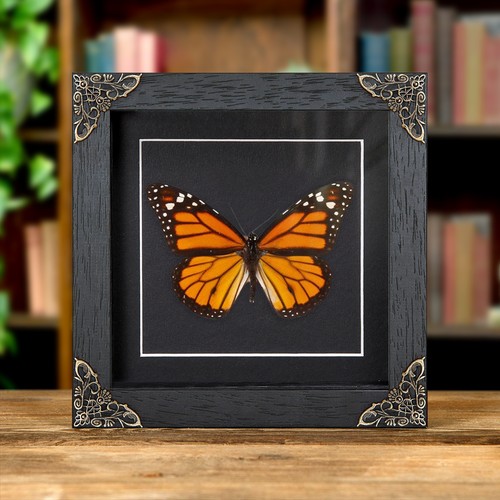 Monarch taxidermy butterfly - monarch,