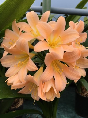 Clivia miniata dark peach 3 - miniata, x