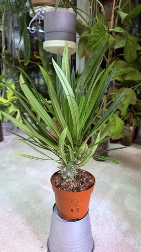 Pochypodium lamerei - pochypodium,