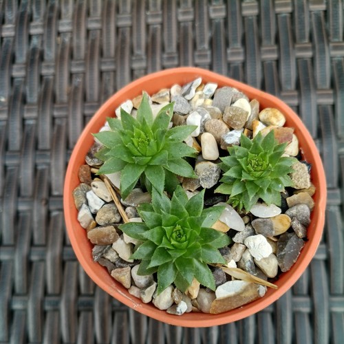 Sempervivum succulent plant - sempervivum,