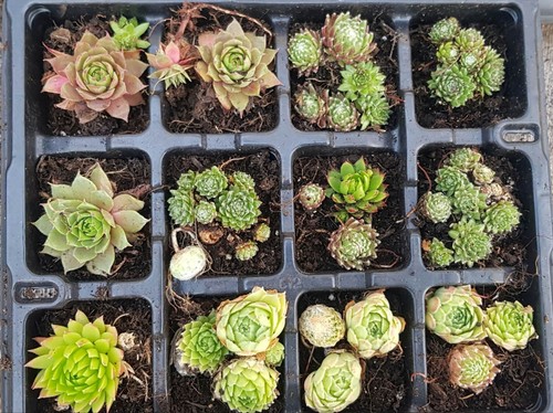 Plugs sempervivum mix - x,