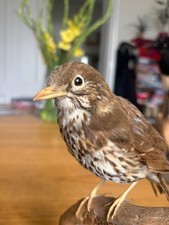 Taxidermy bird, song thrush