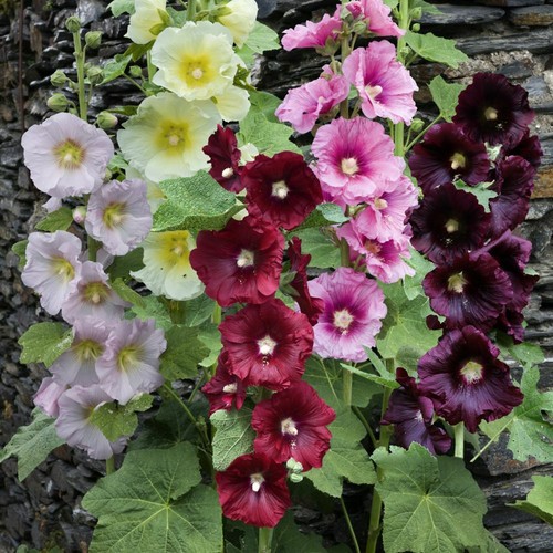 Giant single mix alcea - giant,