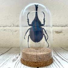 Thai Fighting Beetle