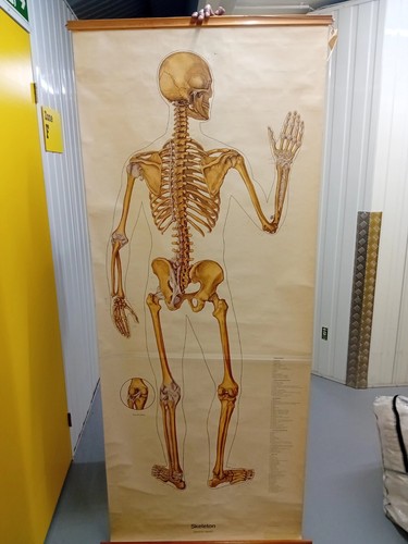 Medical wallchart the human - medical,