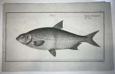 1st ED BLOCH OBLONG FOLIO H/C RARE FISH Cyprinus Buggenhagii Der Leiter 95