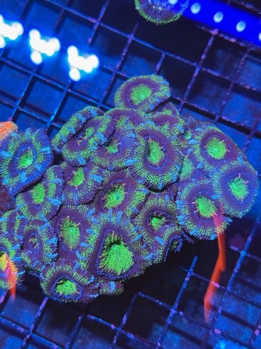 Coral beauties aquatics - beauties,