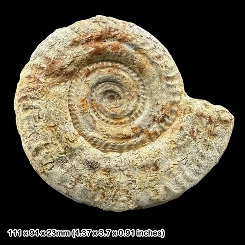Hildoceras fossil ammonite - hildoceras,