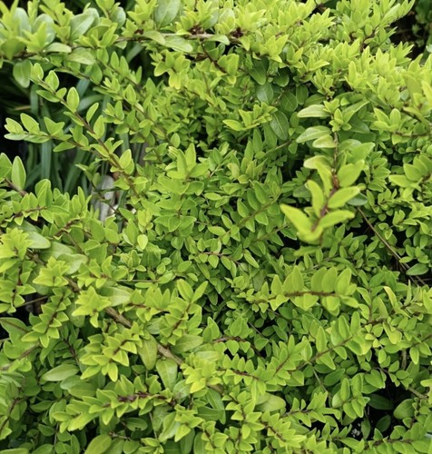 Lonicera ligustrina indian - ligustrina,