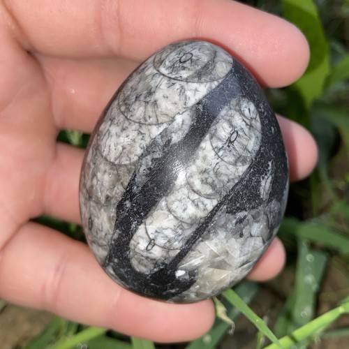 Polished orthoceras fossil - orthoceras, egg