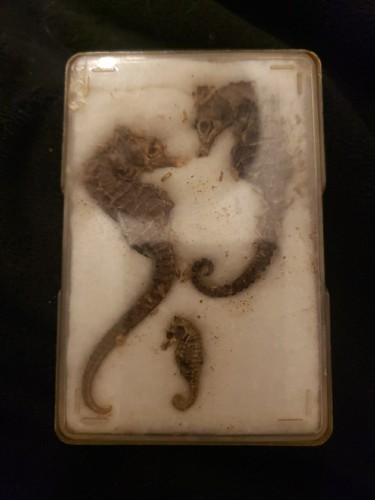 Natural dried seahorse - dried,